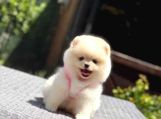 Ayıcık Surat Pomeranian Yavrular görsel