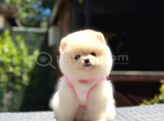 Ayıcık Surat Pomeranian Yavrular görsel