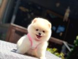Ayıcık Surat Pomeranian Yavrular