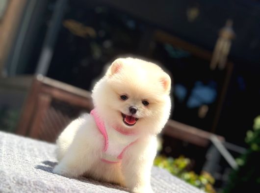 Ayıcık Surat Pomeranian Yavrular
