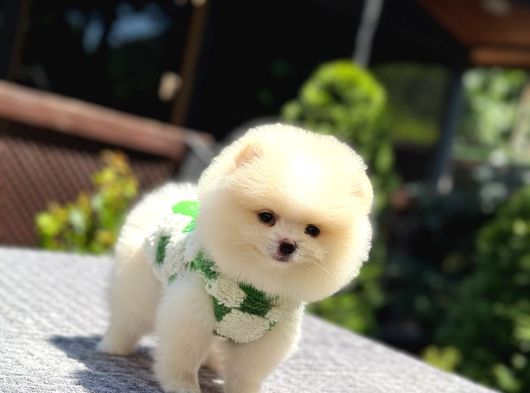 Teddy Face Pomeranian Boo görsel