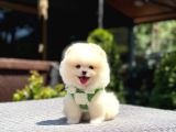Teddy Face Pomeranian Boo