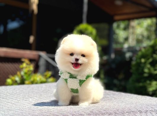 Teddy Face Pomeranian Boo görsel
