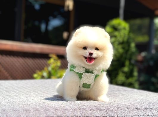 Teddy Face Pomeranian Boo
