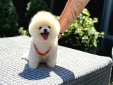 Pamuk Şekeri Pomeranian