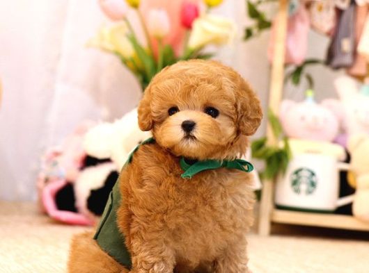 Temmuz Ayi Kampanyali Toy Poodle Bebekleri̇mi̇z görsel