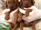 Safkan A Kali̇te Toy Poodle Bebekleri̇m