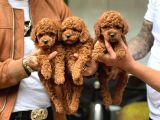 Gülen Yüz Yapisina Sahi̇p Toy Poodle Bebekleri̇m