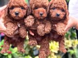 Gülen Yüz Yapisina Sahi̇p Toy Poodle Bebekleri̇m