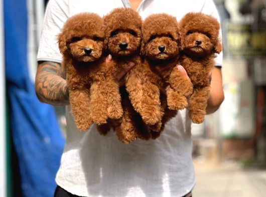 Gülen Yüz Yapisina Sahi̇p Toy Poodle Bebekleri̇m görsel