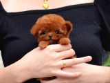 Ayicik Yüz Yapisina Sahi̇p Toy Poodle Bebekleri̇m