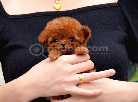 Ayicik Yüz Yapisina Sahi̇p Toy Poodle Bebekleri̇m