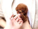 Kali̇te İsteyenleri̇n Yeri̇yi̇z Buyrun Efendi̇m Toy Poodle Bebek