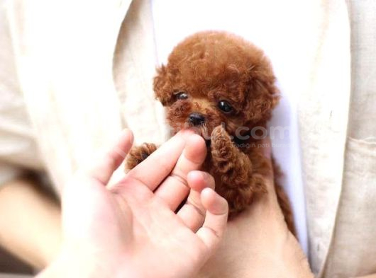 Kali̇te İsteyenleri̇n Yeri̇yi̇z Buyrun Efendi̇m Toy Poodle Bebek
