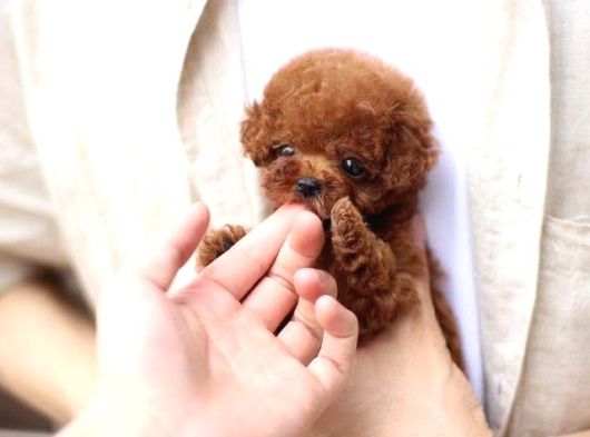 Ayicik Yüz Yapisina Sahi̇p Toy Poodle Bebekleri̇m görsel