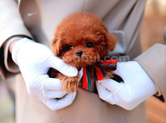 Kali̇te İsteyenleri̇n Yeri̇yi̇z Buyrun Efendi̇m Toy Poodle Bebek görsel