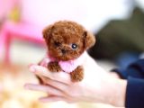 Kali̇te İsteyenleri̇n Yeri̇yi̇z Buyrun Efendi̇m Toy Poodle Bebek