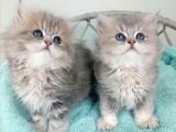 Sevimli British Golden Longhair Bebeklerim