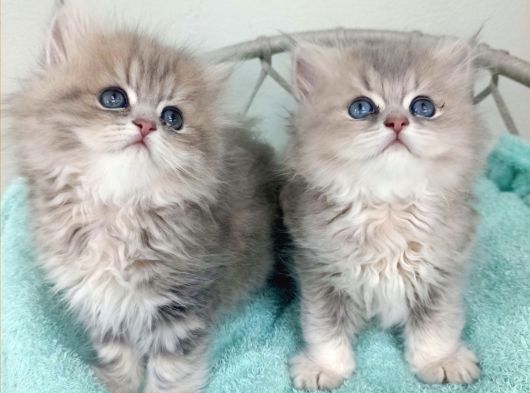 Sevimli British Golden Longhair Bebeklerim
