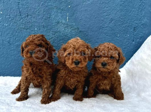 Denizli Poodle Evinden Oyuncak Boy Poodle Bebekler