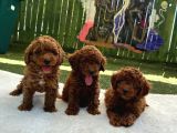 Denizli Poodle Evinden Oyuncak Boy Poodle Bebekler