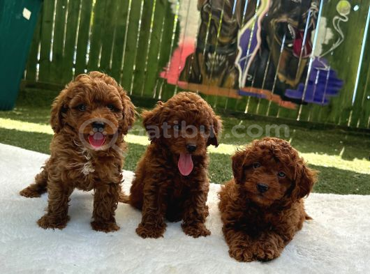 Denizli Poodle Evinden Oyuncak Boy Poodle Bebekler görsel