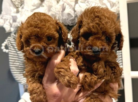 Denizli Poodle Evinden Oyuncak Boy Poodle Bebekler görsel