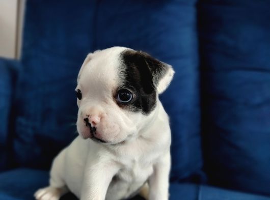 Maskeli French Bulldog Yavruları görsel
