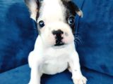 Maskeli French Bulldog Yavruları