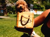 Bi̇zi̇ Aramadan Karar Vermeyi̇n Poodle Yavrulari