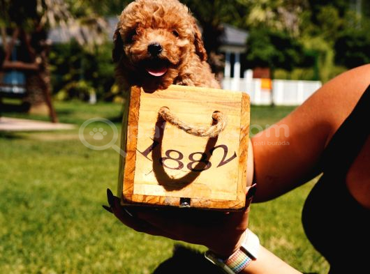 Bi̇zi̇ Aramadan Karar Vermeyi̇n Poodle Yavrulari görsel
