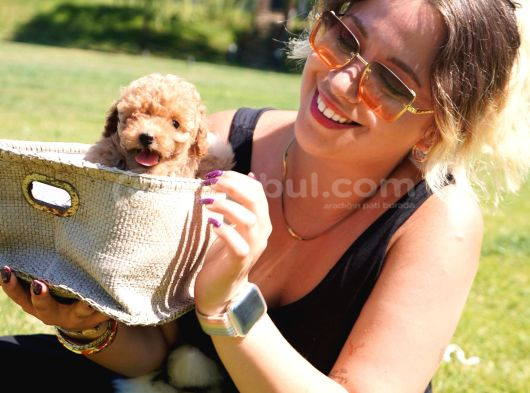 Eği̇ti̇mli̇ Poodle Bebekleri̇ Si̇zleri̇ Bekli̇yor görsel