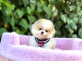 Orjinal Tedy Bear Yavrularımız