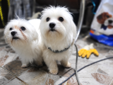 Maltese Yavrular