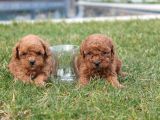 Teddy Kore Poodle Yavrulari
