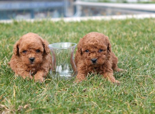 Teddy Kore Poodle Yavrulari görsel