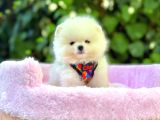Orjinal Pomeranian Boo