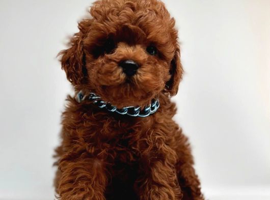 Red Brown Mini Boy Toy Poodle Yavrular görsel