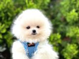Irkının En Güzel Pomeranian Bebekleri