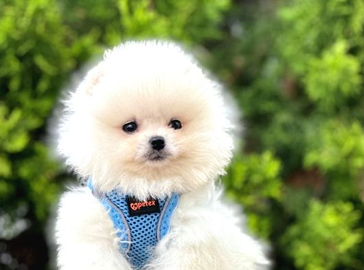 Irkının En Güzel Pomeranian Bebekleri görsel