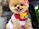 Pomerri̇an Boo Sevi̇mli̇ Yavrular