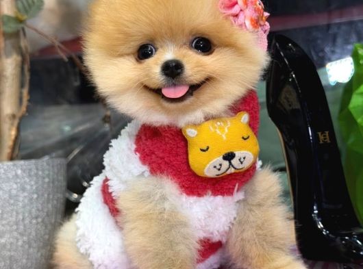 POMERRİAN BOO SEVİMLİ YAVRULAR