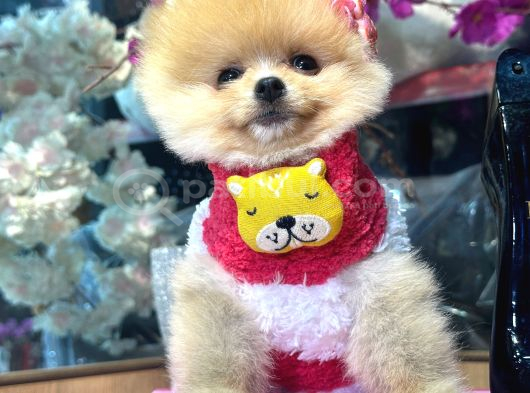 Pomerri̇an Boo Sevi̇mli̇ Yavrular görsel