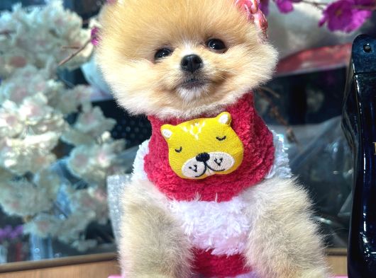 POMERRİAN BOO SEVİMLİ YAVRULAR
