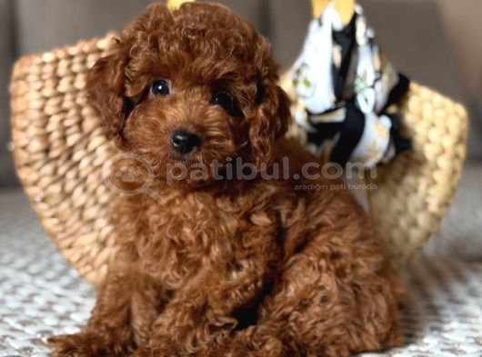 TOY POODLE SEVİMLİ YAVRULAR EV ÜRETİMİ