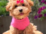 Malti̇poo Ci̇nsi̇ Yavrular Ev Üreti̇mi̇