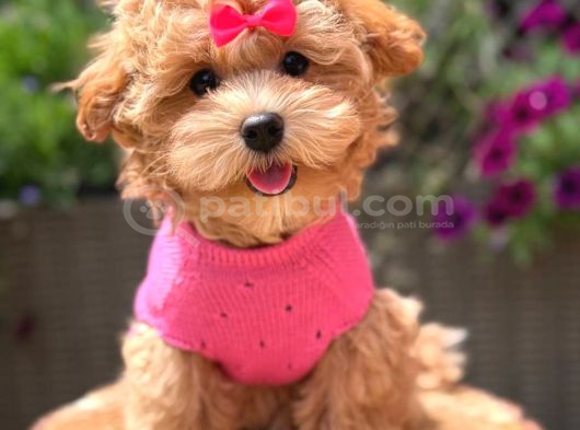 MALTİPOO CİNSİ YAVRULAR EV ÜRETİMİ