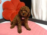 Toy Poodle Yavrulari  Erkek