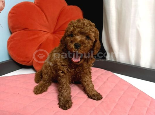 Toy Poodle Yavrulari  Erkek görsel
