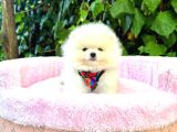 Orjinal Pomeranian Boo